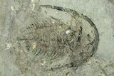 Early Cambrian Fallotaspis With Pos/Neg - Taroudant, Morocco #255639-1